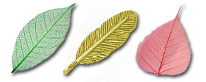 Skeleton Leaves + Feathers