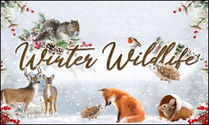 (image for) Winter Wildlife